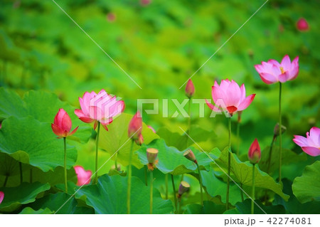 ヨンクᆾ 花 花畑 42274081