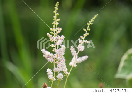 アスチルベ 42274534