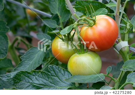 トマト農家 ビニールハウス トマト畑 収穫 イメージの写真素材