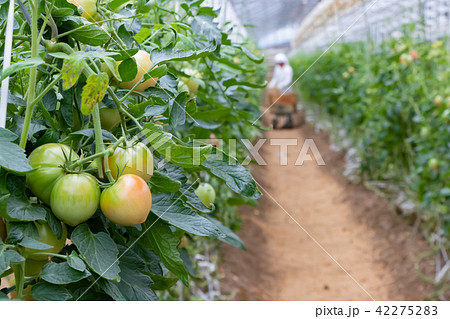 トマト農家 ビニールハウス トマト畑 収穫 イメージの写真素材