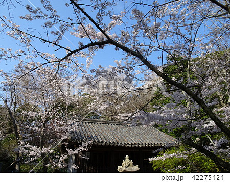 鎌倉大仏にて桜 42275424