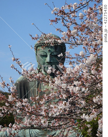 鎌倉大仏と桜 42275430