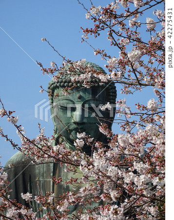 鎌倉大仏と桜 42275431