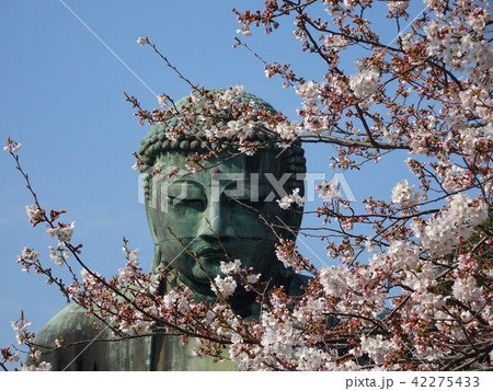 鎌倉大仏と桜 42275433