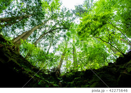 富士山　鳴沢氷穴 42275646