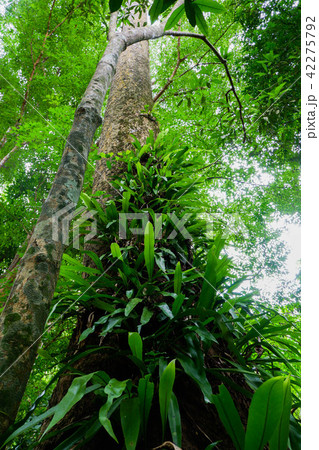 fern on tree in rainforest 42275792