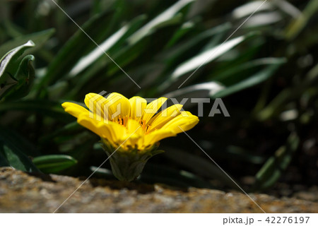 黄色い花 42276197