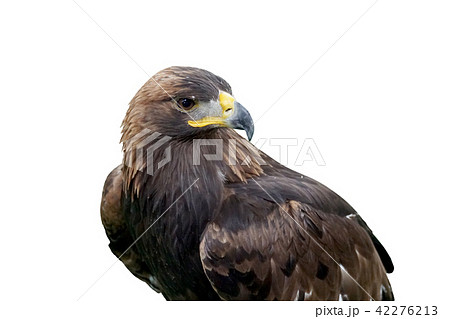 Eagle 42276213