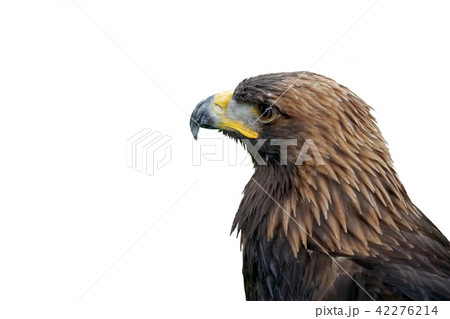 Eagle Eagle 42276214