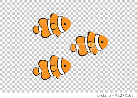 Anemone fish Anemone fish 42277165