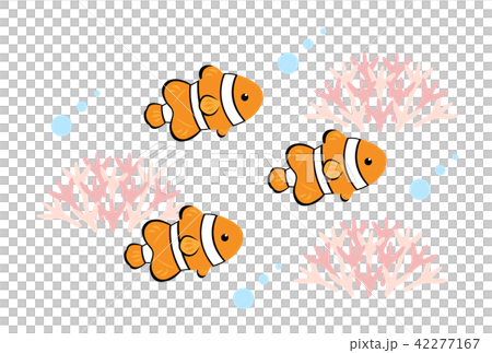 Anemone fish 42277167