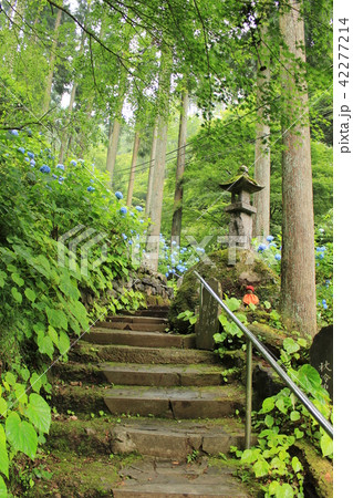 秩父三十一番札所・観音院の参道 42277214