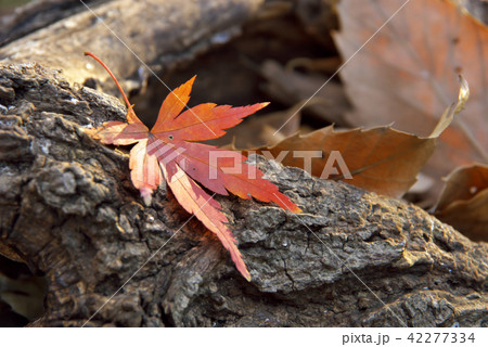 落ち葉 42277334