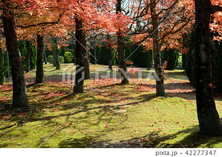 フウの紅葉 42277347