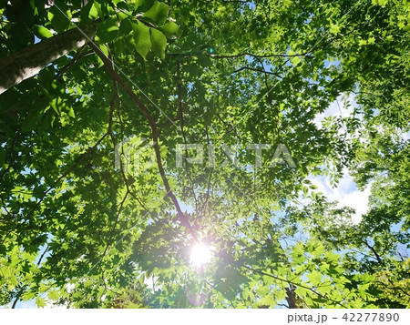 新緑と木漏れ日 42277890