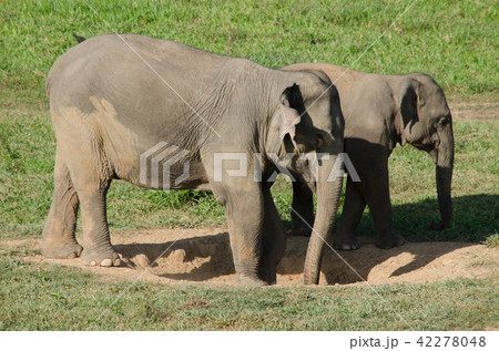 Asian elephants is eating solid in Thailand forest 42278048