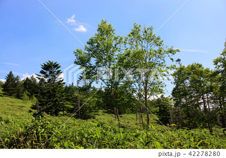盛夏の北八ヶ岳(1) 盛夏の北八ヶ岳(1) 42278280