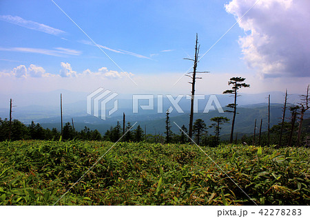 盛夏の北八ヶ岳(2) 盛夏の北八ヶ岳(2) 42278283