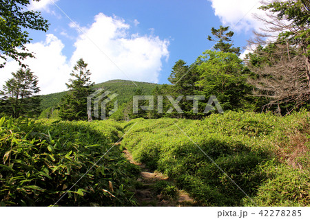 盛夏の北八ヶ岳(4) 盛夏の北八ヶ岳(4) 42278285