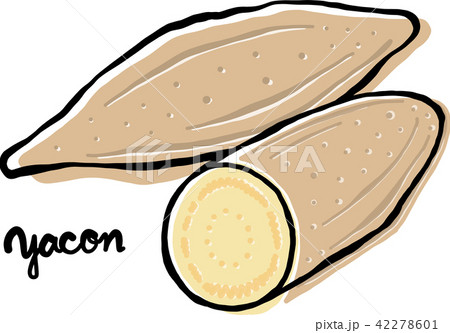 ヤーコンと断面図 42278601