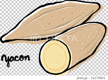 ヤーコンと断面図 42278601