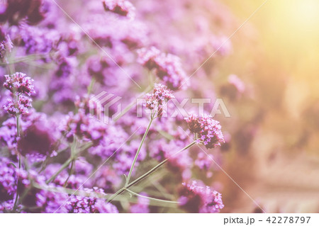 Blurred of Verbena Bonariensis is a perennial plant that flowers in late summer 42278797