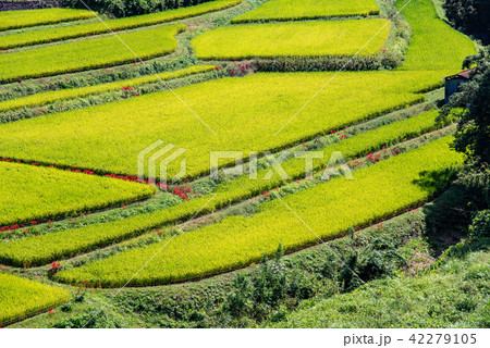 奈良県　明日香の棚田　初秋の里山　彼岸花と田んぼ 42279105