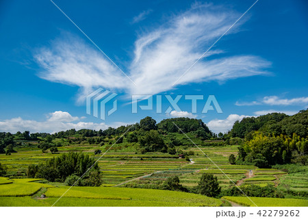 奈良県　明日香の棚田　初秋の里山　彼岸花と田んぼ 42279262
