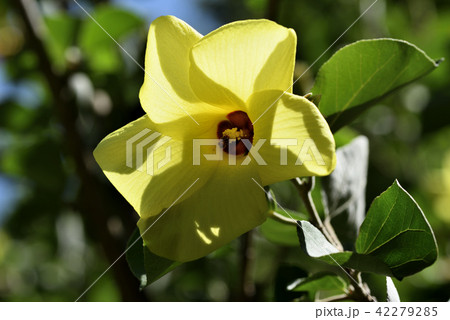 ハマボウ 42279285