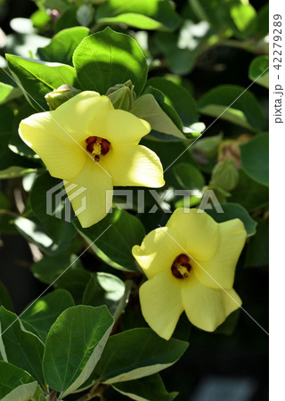 ハマボウ 42279289