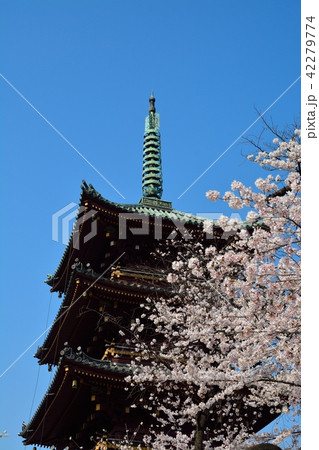 上野東照宮の旧寛永寺五重塔とサクラ 42279774