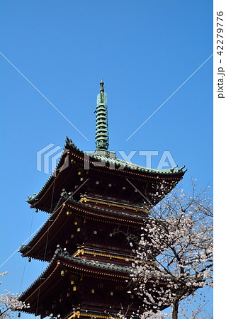 上野東照宮の旧寛永寺五重塔とサクラ 42279776
