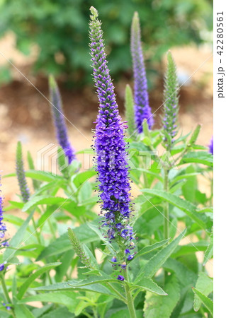 ベロニカスピカータ ベロニカスピカータ 42280561