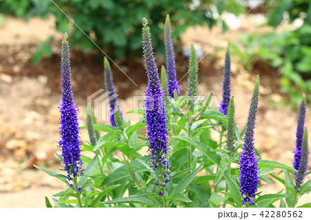 ベロニカスピカータ ベロニカスピカータ 42280562