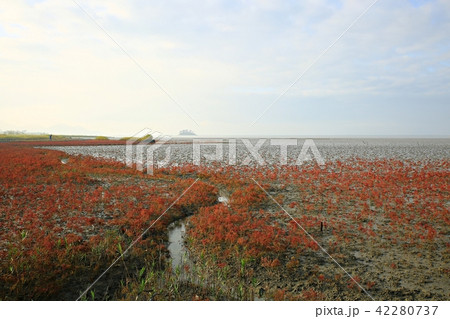 アッケシソウ 七面草 植物 42280737