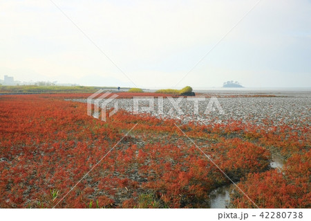 アッケシソウ 七面草 植物 42280738