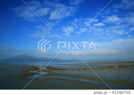 アッケシソウ 七面草 植物 42280756