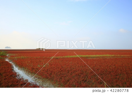 アッケシソウ 七面草 植物 42280778