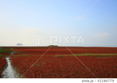 アッケシソウ 七面草 植物 42280779