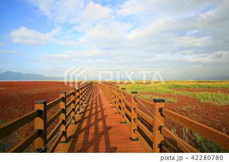 アッケシソウ 七面草 植物 42280780