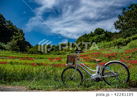 奈良県 明日香 初秋の里山 彼岸花と田んぼ 電動自転車 レンタサイクル 奈良県 明日香 初秋の里山 彼岸花と田んぼ 電動自転車 レンタサイクル 42281105