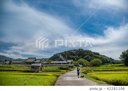 奈良　明日香　橘寺の入り口で彼岸花と田んぼの写真を撮る女性 42281106