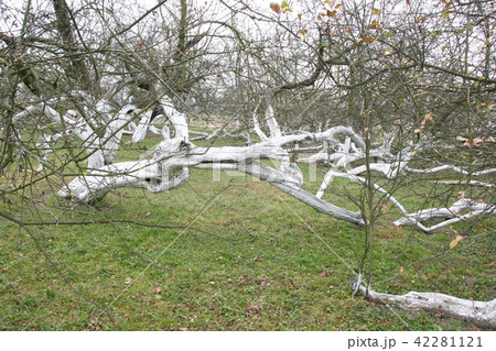 200 years old apple orchard-colony 42281121