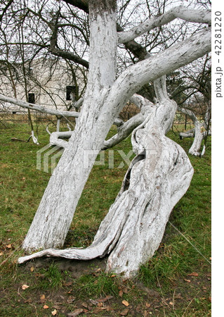 ncient 200 years old apple orchard-colony 42281220