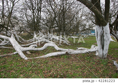 ncient 200 years old apple orchard-colony 42281223