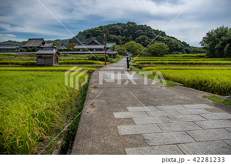 奈良 明日香 橘寺の入り口で彼岸花と田んぼの写真を撮る女性 奈良 明日香 橘寺の入り口で彼岸花と田んぼの写真を撮る女性 42281233