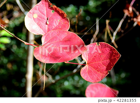 べにまんさくの紅葉 べにまんさくの紅葉 42281355