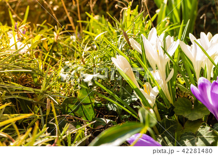 White crosus on grass White crosus on grass 42281480