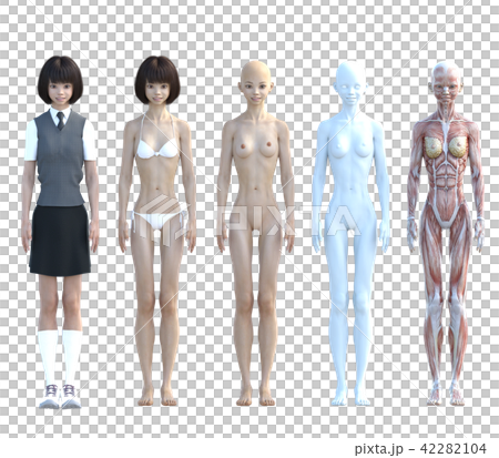 筋肉　女子高生　解剖　図解　前向き　perming3DCGイラスト素材 42282104