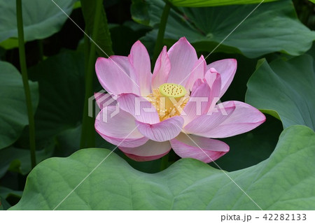 薬師池公園ハス田の大賀蓮 42282133